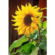 Ткань Б-4 с рис. д/вышив. бисером Подсолнух (бис.)