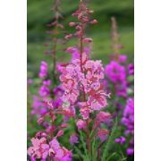 Ткань Б-6 с рис. д/вышив. бисером Иван-чай (бис.)